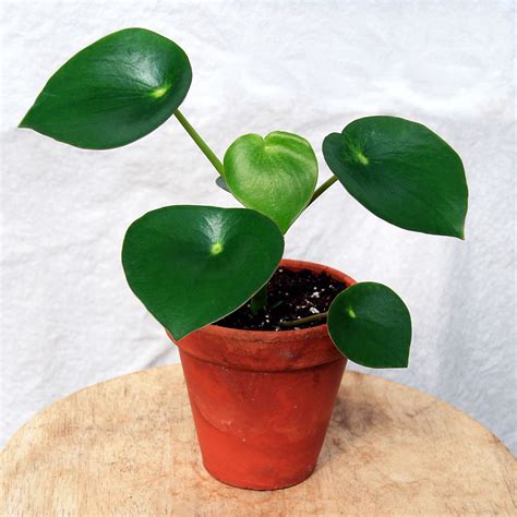peperomia plant for sale